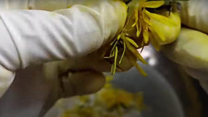 Сироп з кульбаби без варіння