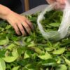 Чай з листя вишні на зиму